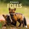 Wyman Publishing; Canadian Geographic Foxes OFFICIAL | 2027 12 x 24 Inch (Hanging) Monthly Square Wall Calendar; Category:Wall Calendars; Image:2